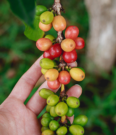 Galería - Cítricos Monteagudo