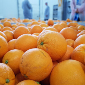 Naranjas Salustiana - Caja 5 KG